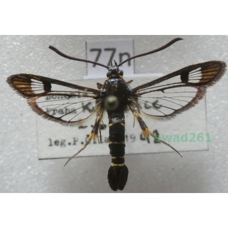 Synanthedon tipuliformis (Clerck, 1759) Czech77n
